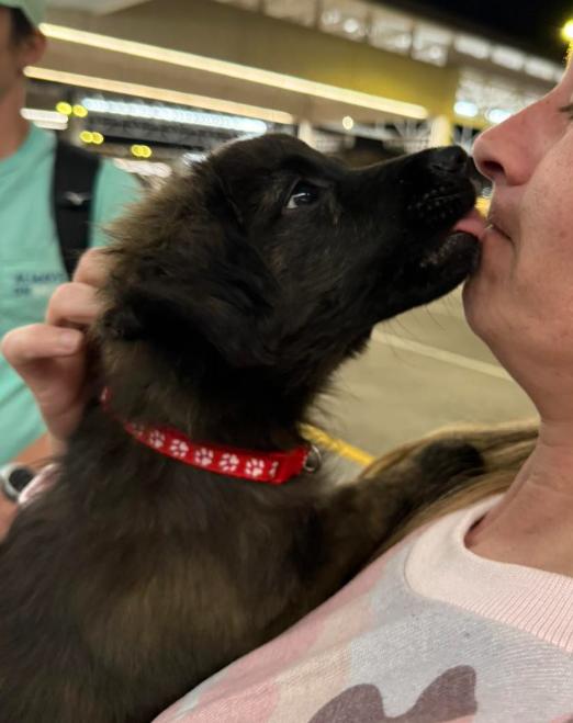Enlarge Zeke, a ADOPTABLE mixed breed in Eutawville, SC image 5/5