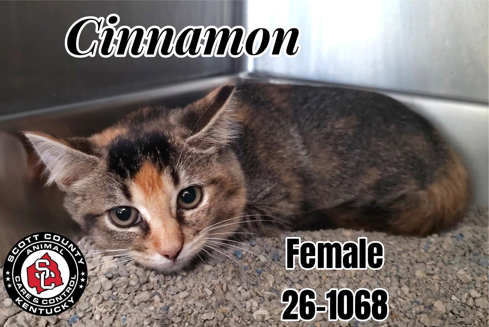 Cinnamon, Adoptable, Kitten Female Domestic Short Hair.