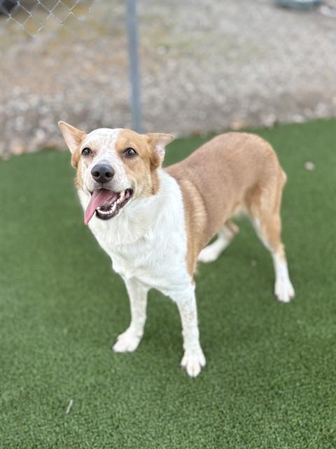 Enlarge MADGE, a Adoptable Australian Cattle Dog / Blue Heeler in Castaic, CA image 1/1