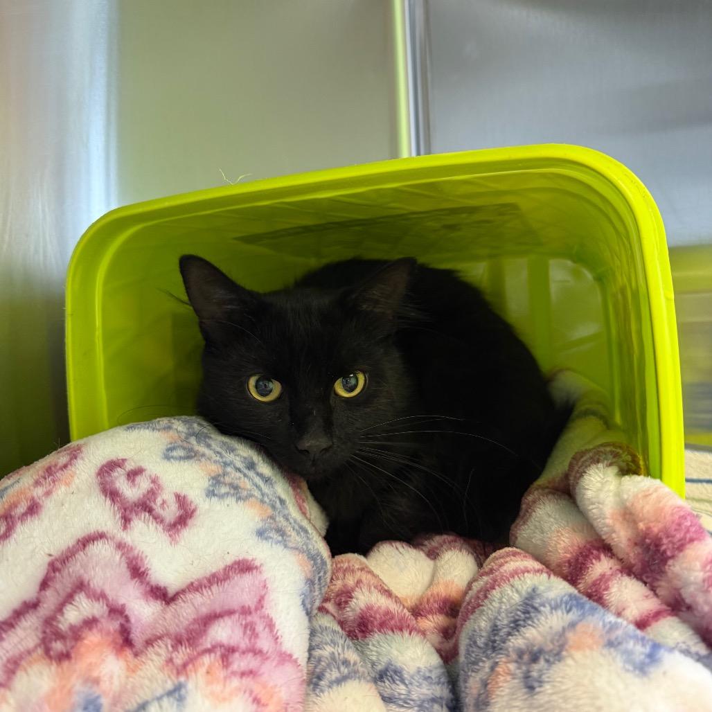 Frank N. Stein, Adoptable, Adult Male Domestic Medium Hair.