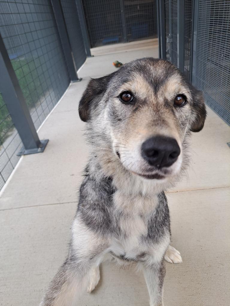 Enlarge Skye, a Adopted mixed breed in St Thomas, ON image 1/1