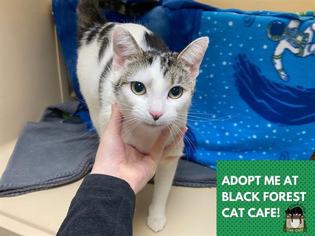 Enlarge MOO MOO, a Adoptable Domestic Short Hair in Fort Wayne, IN image 1/1