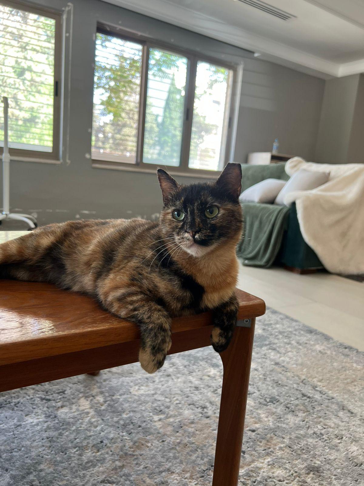 Samah, the Forgiving and Kind Tortoiseshell, Adoptable, Adult Female Domestic Short Hair.