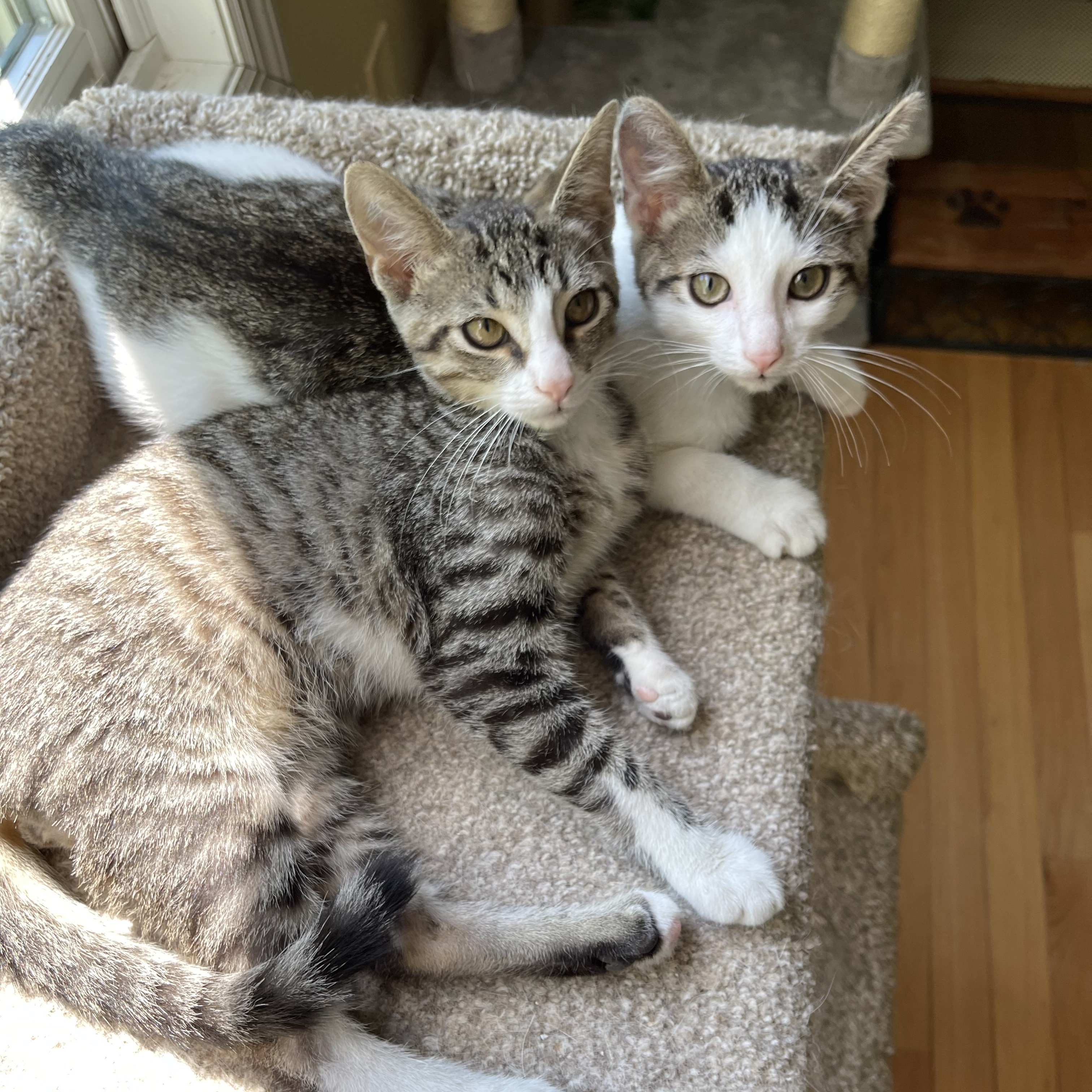 Enlarge Hook & Peter Pan, a Adopted Domestic Short Hair in LAKE HOPATCONG, NJ image 1/5