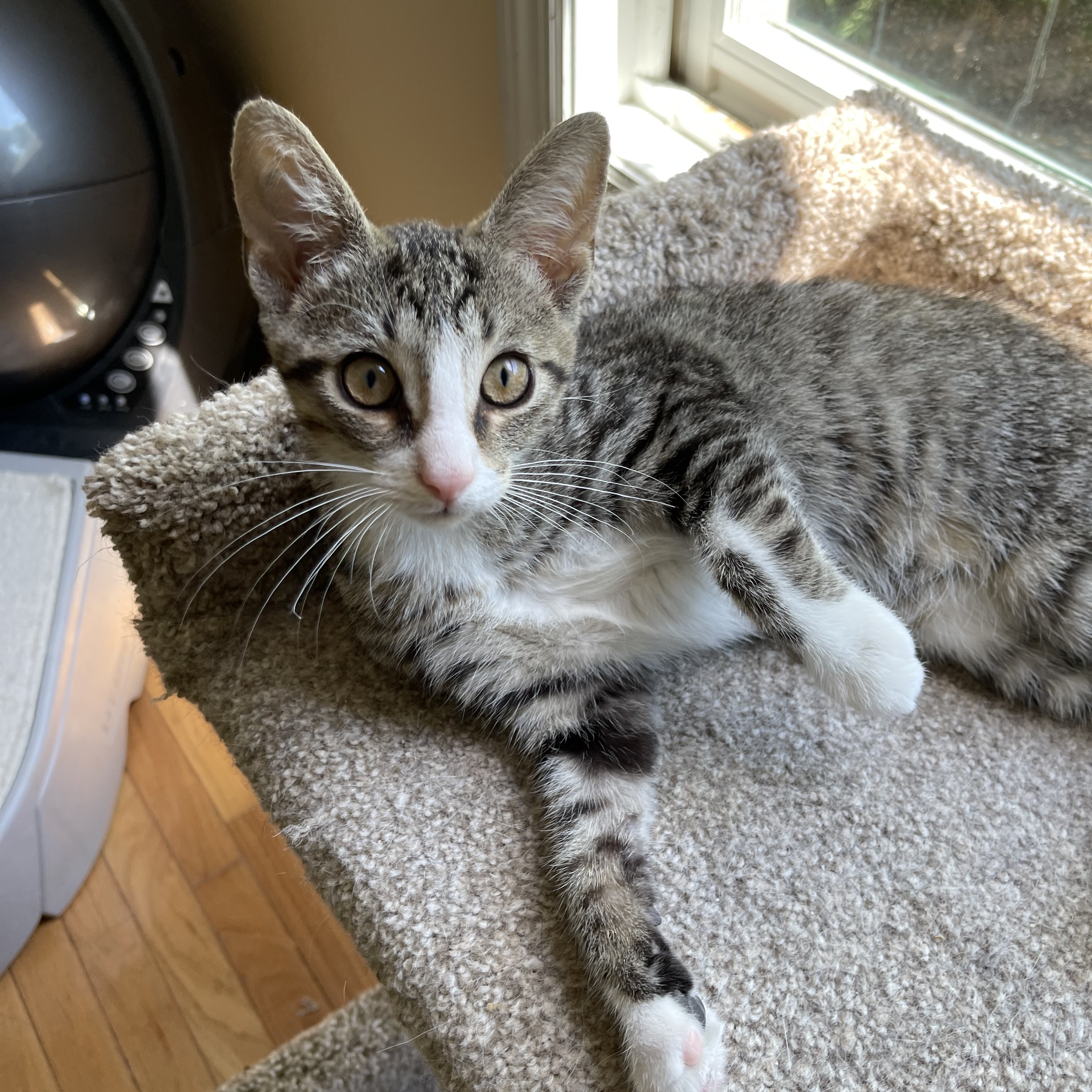 Enlarge Hook & Peter Pan, a Adopted Domestic Short Hair in LAKE HOPATCONG, NJ image 5/5