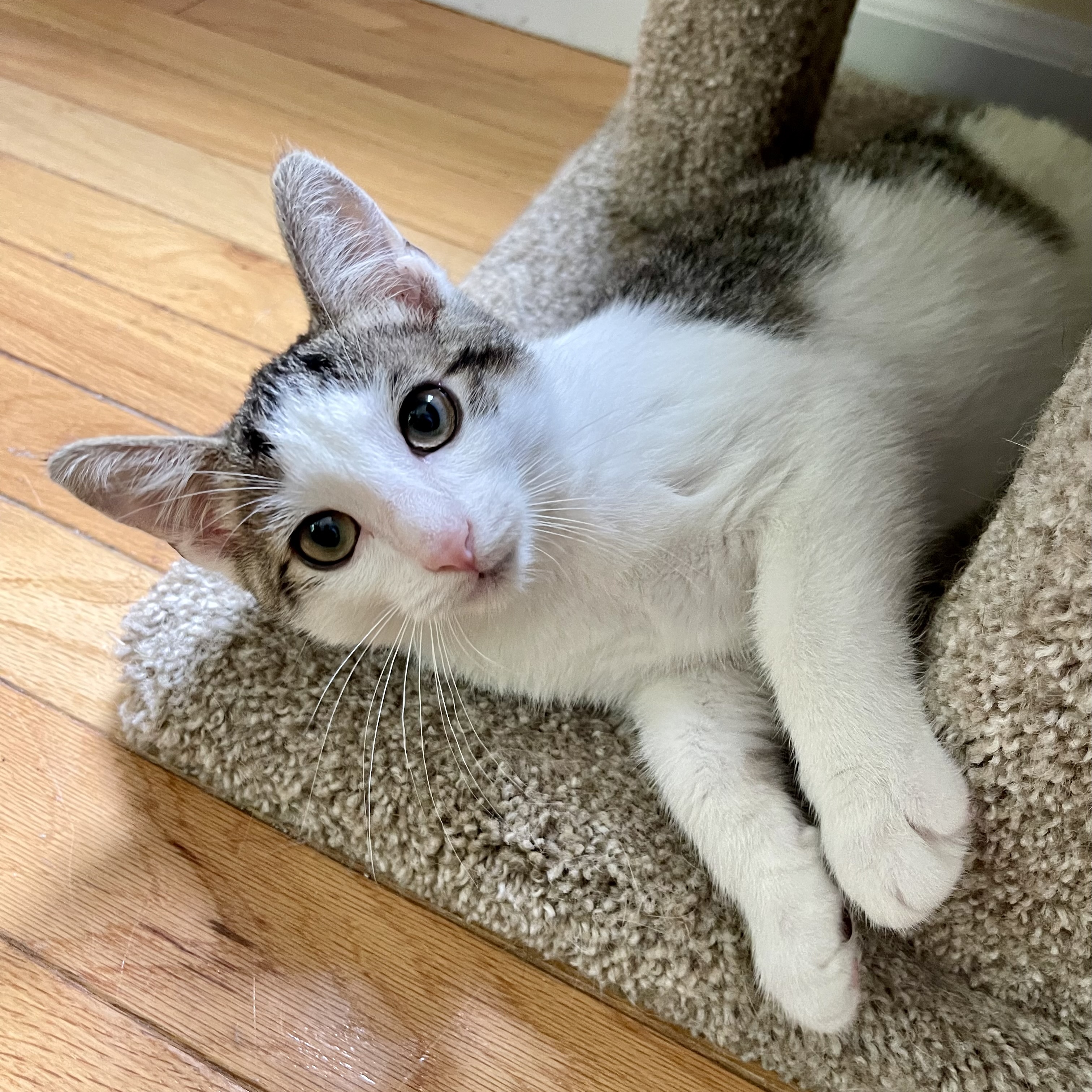 Enlarge Hook & Peter Pan, a Adopted Domestic Short Hair in LAKE HOPATCONG, NJ image 2/5