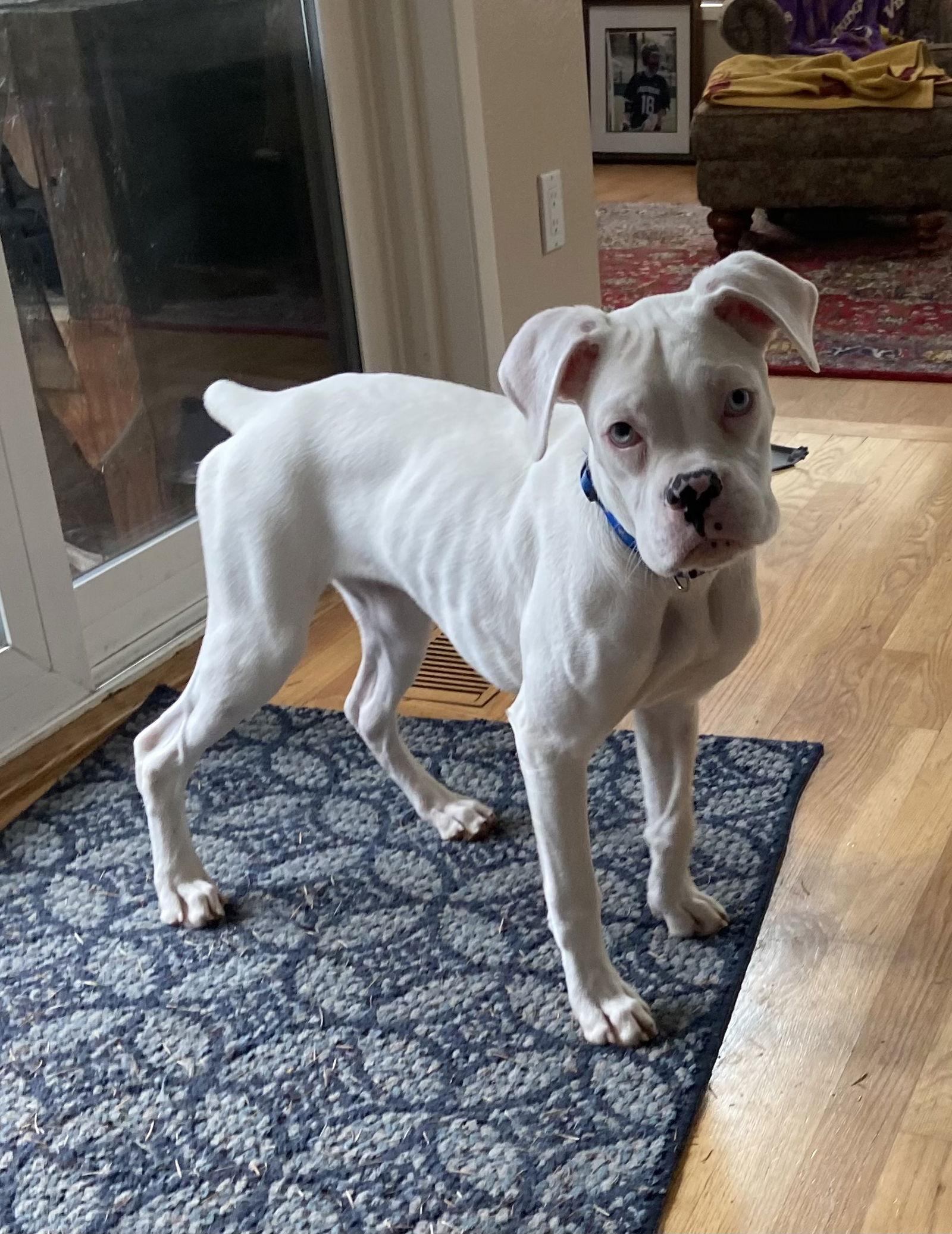 Perlina, Adoptable, Young Female Boxer.