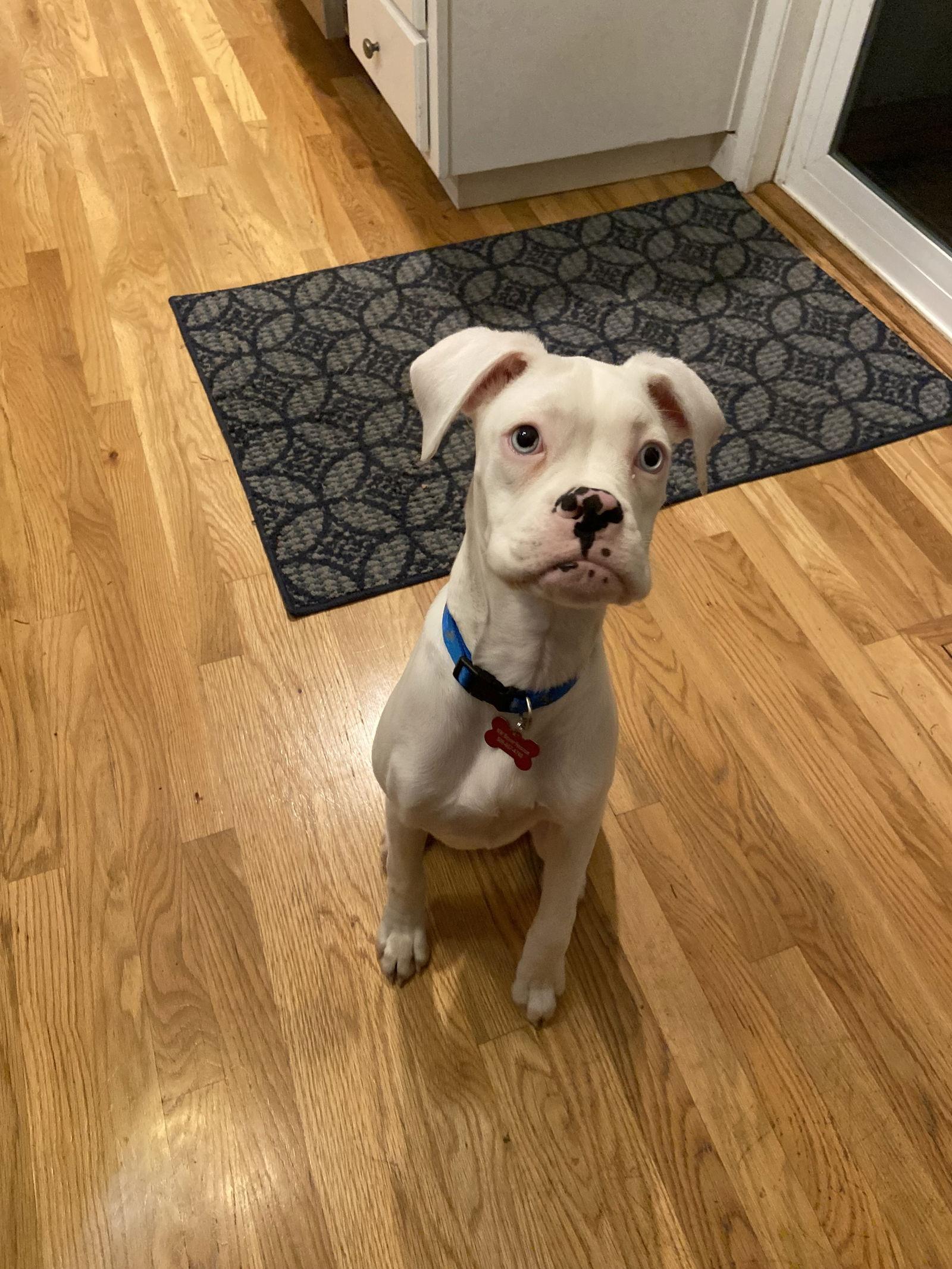 Enlarge Perlina, a Adoptable Boxer in McMinnville, OR image 2/3