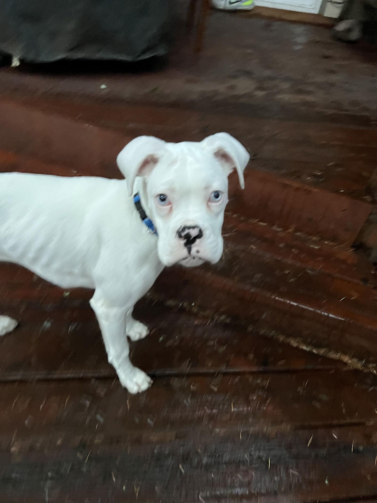 Enlarge Perlina, a Adoptable Boxer in McMinnville, OR image 3/3