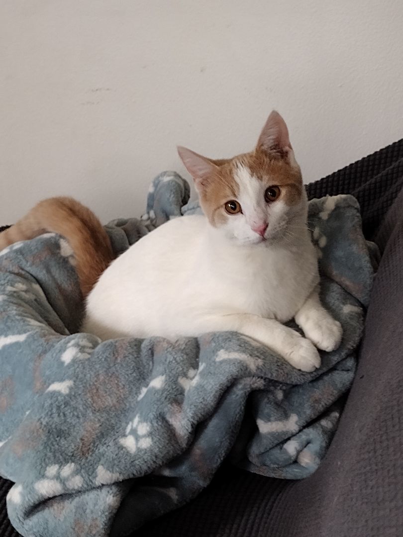 Enlarge Cinnamon, a Adoptable Tabby in Novi, MI image 1/6