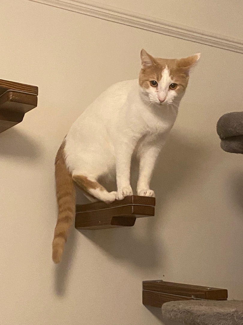 Enlarge Cinnamon, a Adoptable Tabby in Novi, MI image 2/6