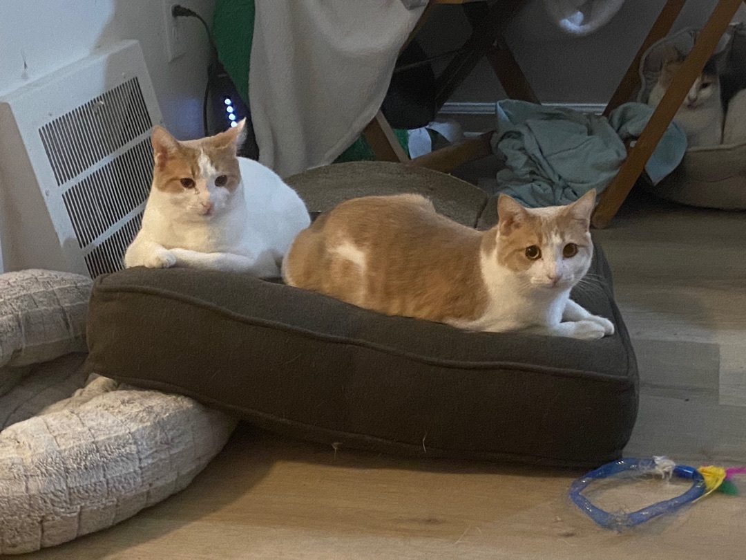 Enlarge Cinnamon, a Adoptable Tabby in Novi, MI image 3/6