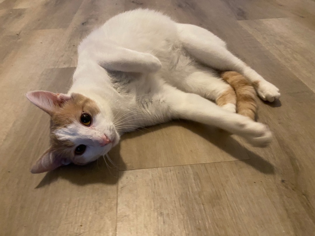 Enlarge Cinnamon, a Adoptable Tabby in Novi, MI image 4/6