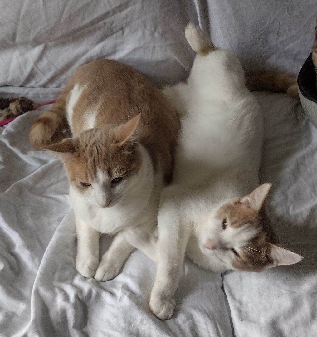 Enlarge Cinnamon, a Adoptable Tabby in Novi, MI image 5/6