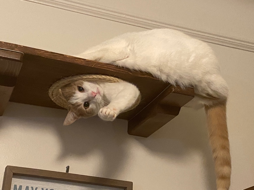 Enlarge Cinnamon, a Adoptable Tabby in Novi, MI image 6/6