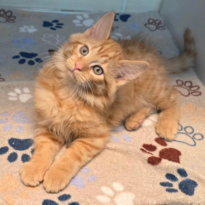George, adoptable, Kitten Male Tabby & Domestic Short Hair.