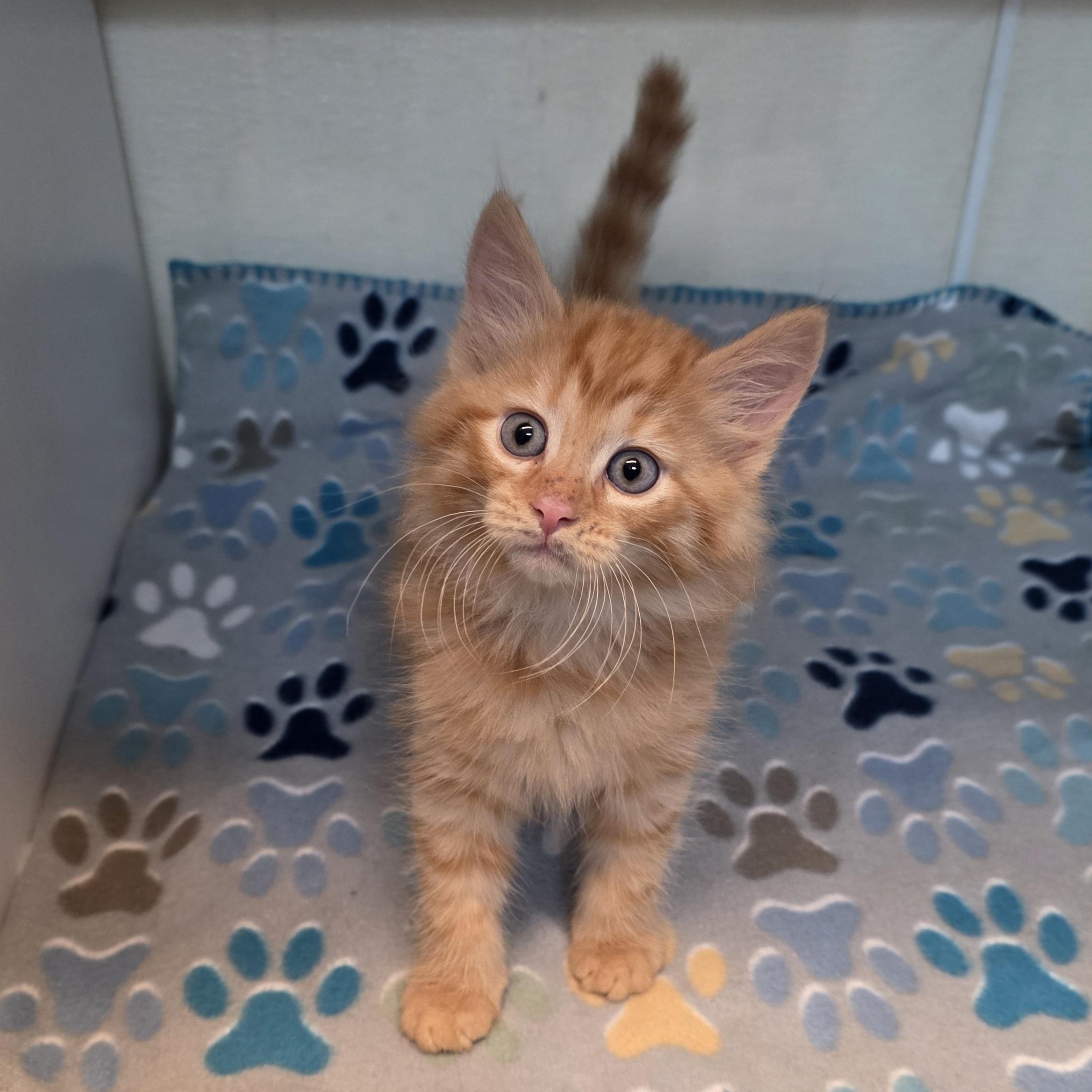 Enlarge George, an adoptable mixed breed in Greensboro, NC image 4/4
