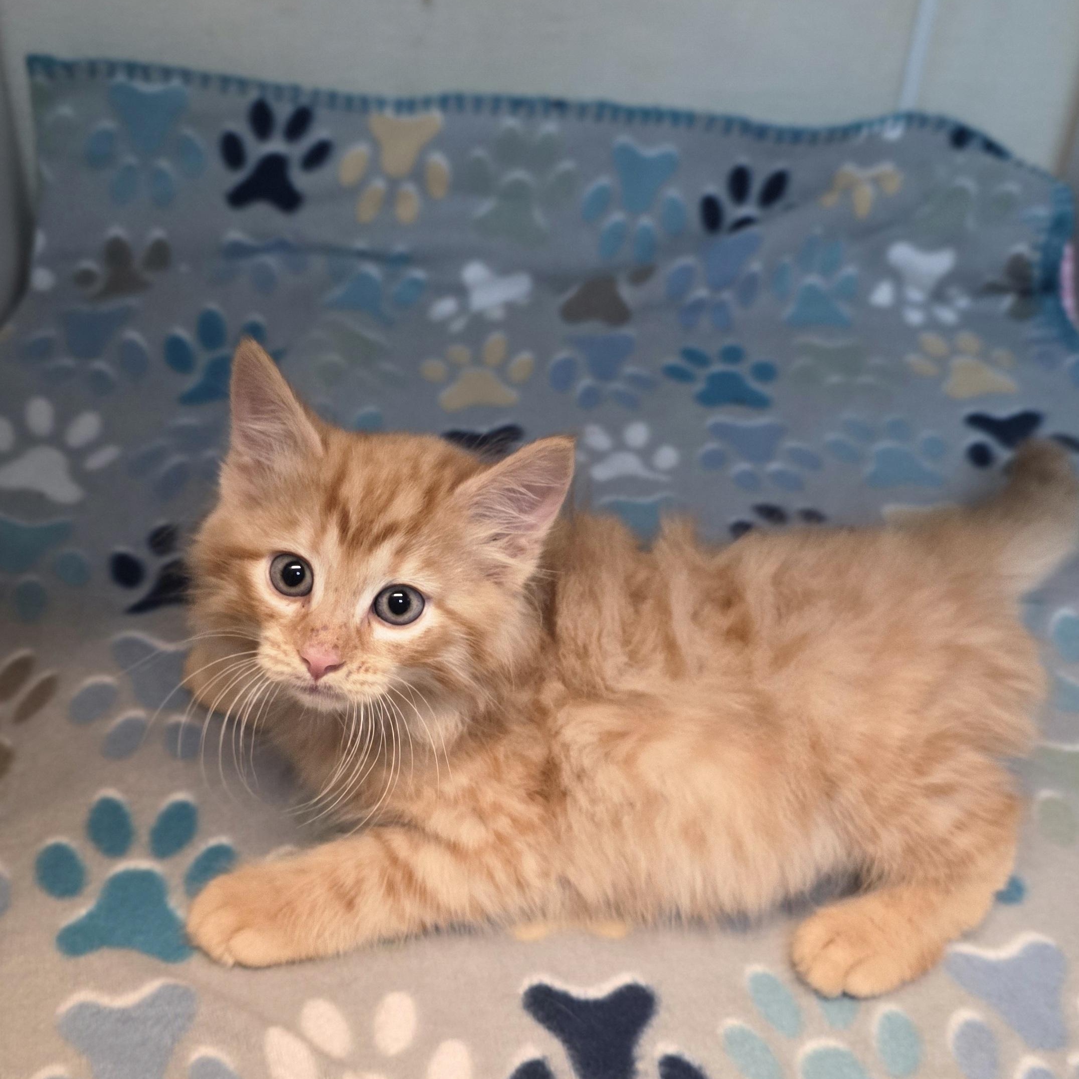 Enlarge George, an adoptable mixed breed in Greensboro, NC image 3/4