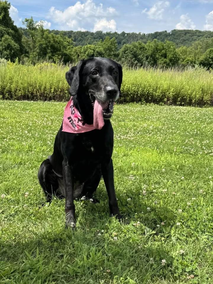 Storm, ADOPTABLE, Senior Female Labrador Retriever.
