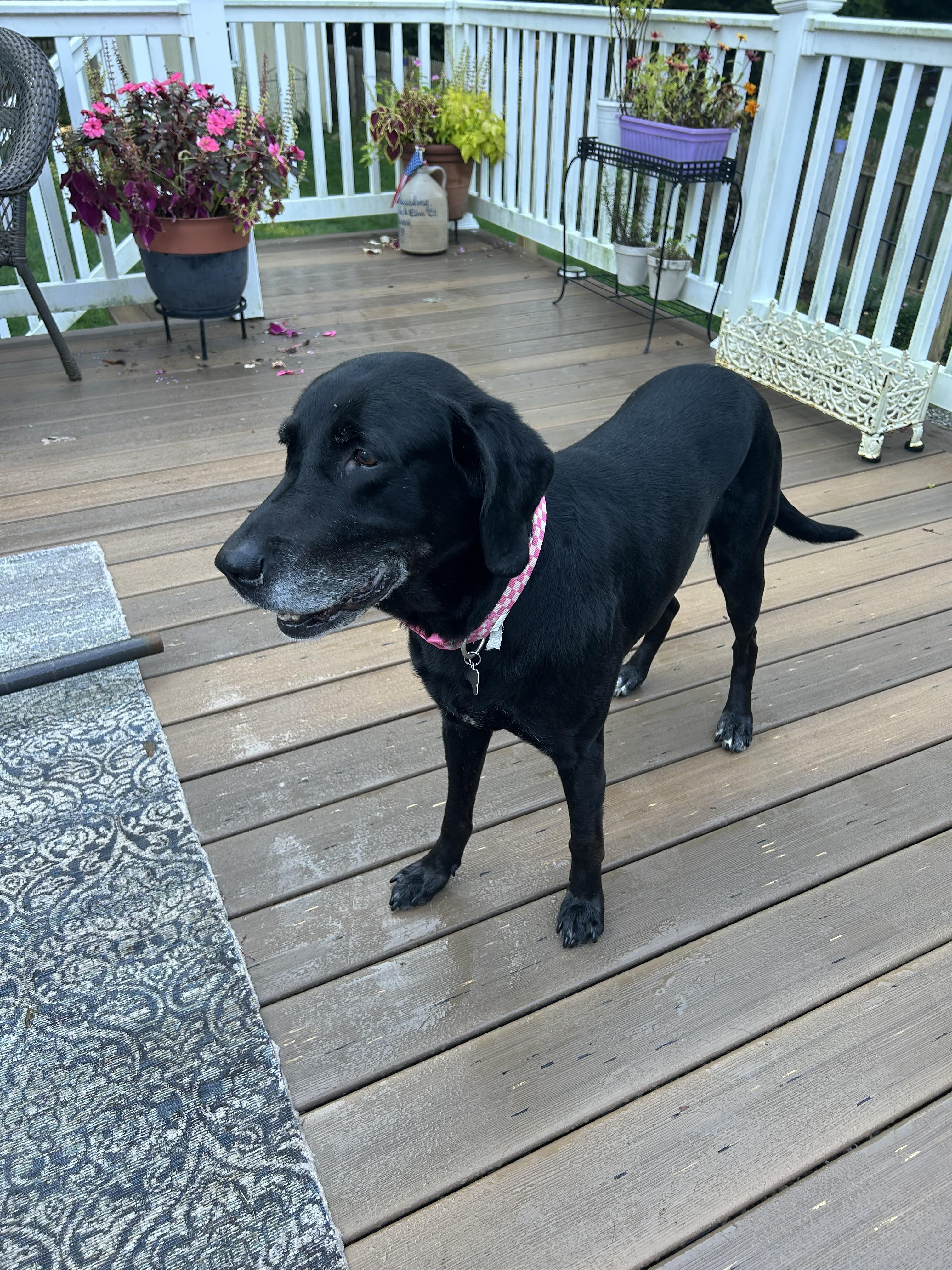 Enlarge Storm, a Adoptable mixed breed in Succasunna, NJ image 4/5