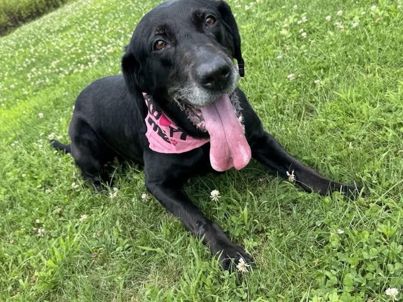 Storm, a ADOPTABLE mixed breed in Succasunna, NJ image 2/2