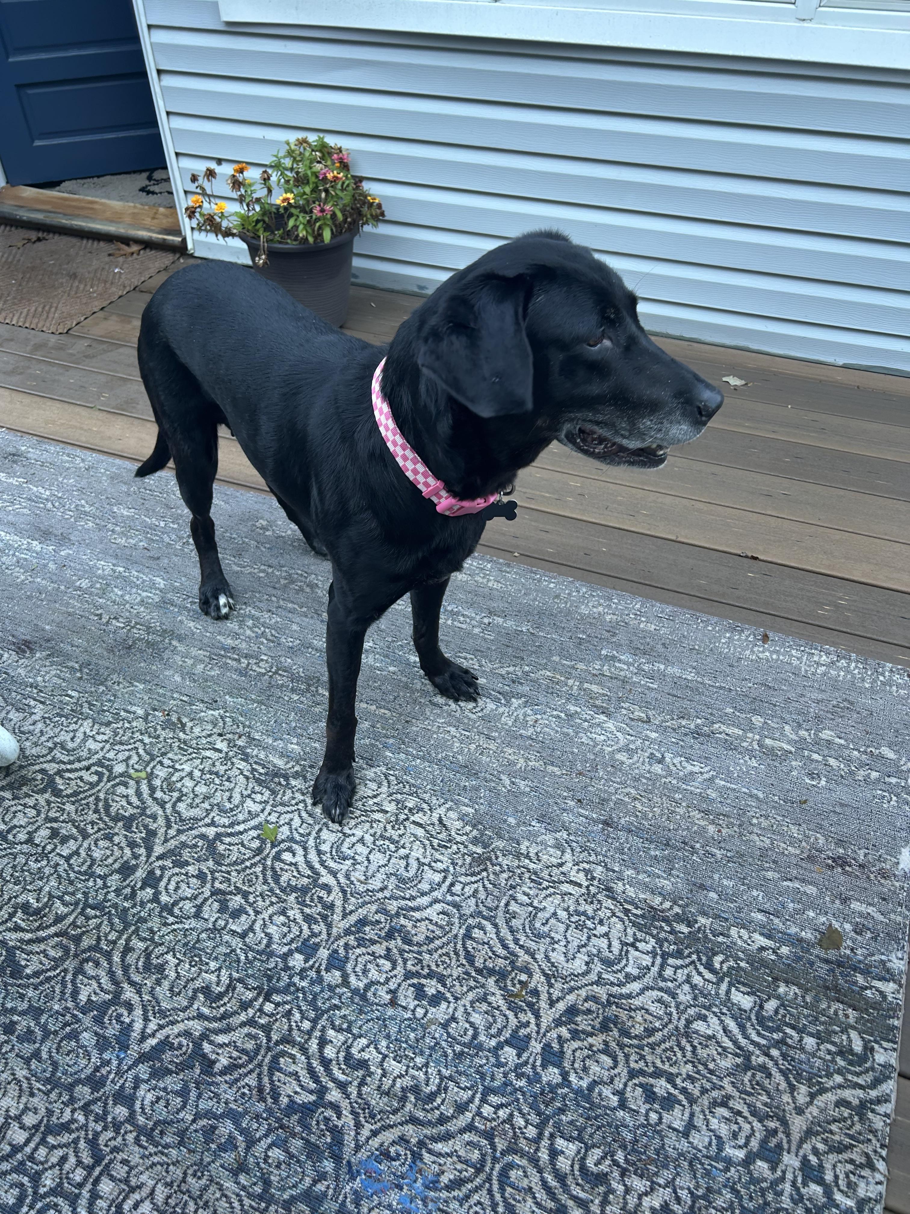 Enlarge Storm, a Adoptable mixed breed in Succasunna, NJ image 5/5