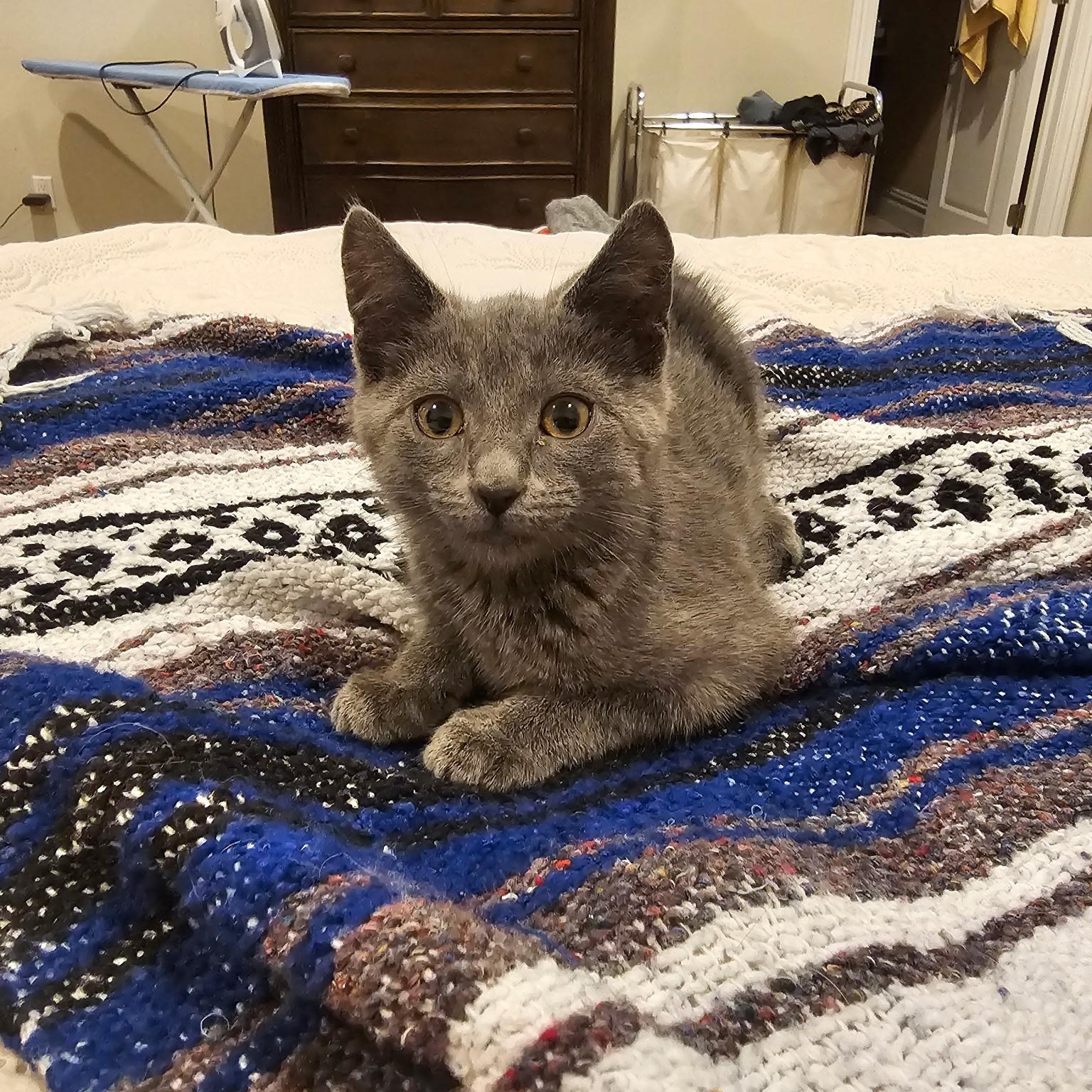 LUCIANA, adopted, Kitten Female Russian Blue.
