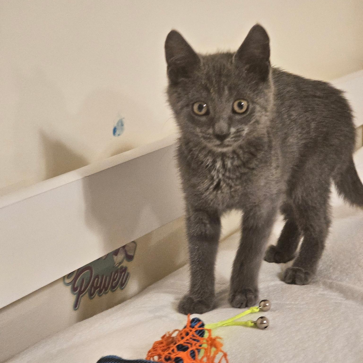 LUCIANA, an adopted mixed breed in Staten Island, NY image 3/5