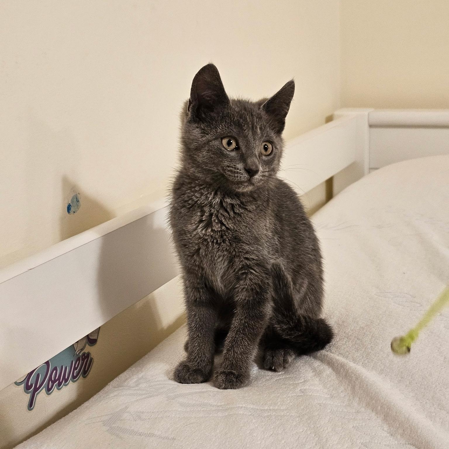 LUCIANA, an adopted mixed breed in Staten Island, NY image 4/5