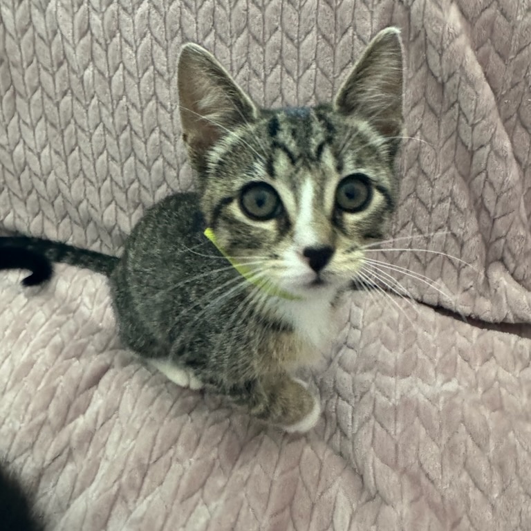 Oatmeal, Adoptable, Adult Female Domestic Short Hair.