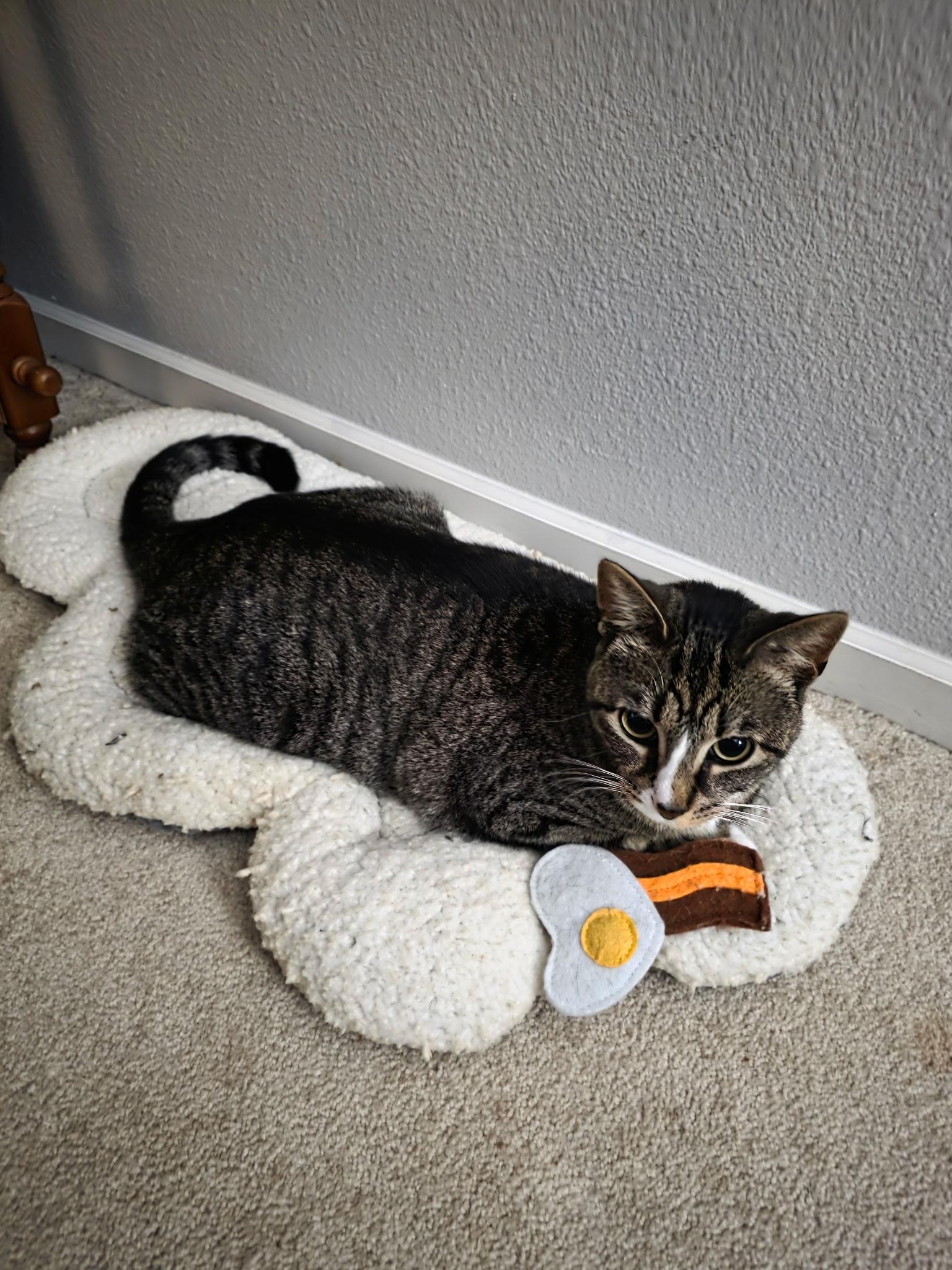 Enlarge Oatmeal, a Adoptable Domestic Short Hair in Greenwood, IN image 3/5