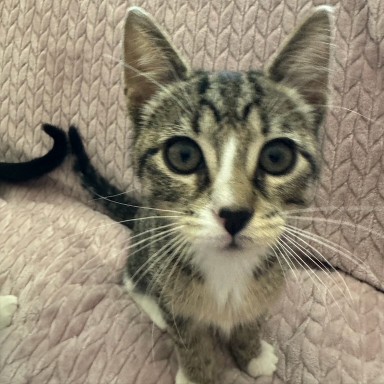 Enlarge Oatmeal, a Adoptable Domestic Short Hair in Greenwood, IN image 5/5