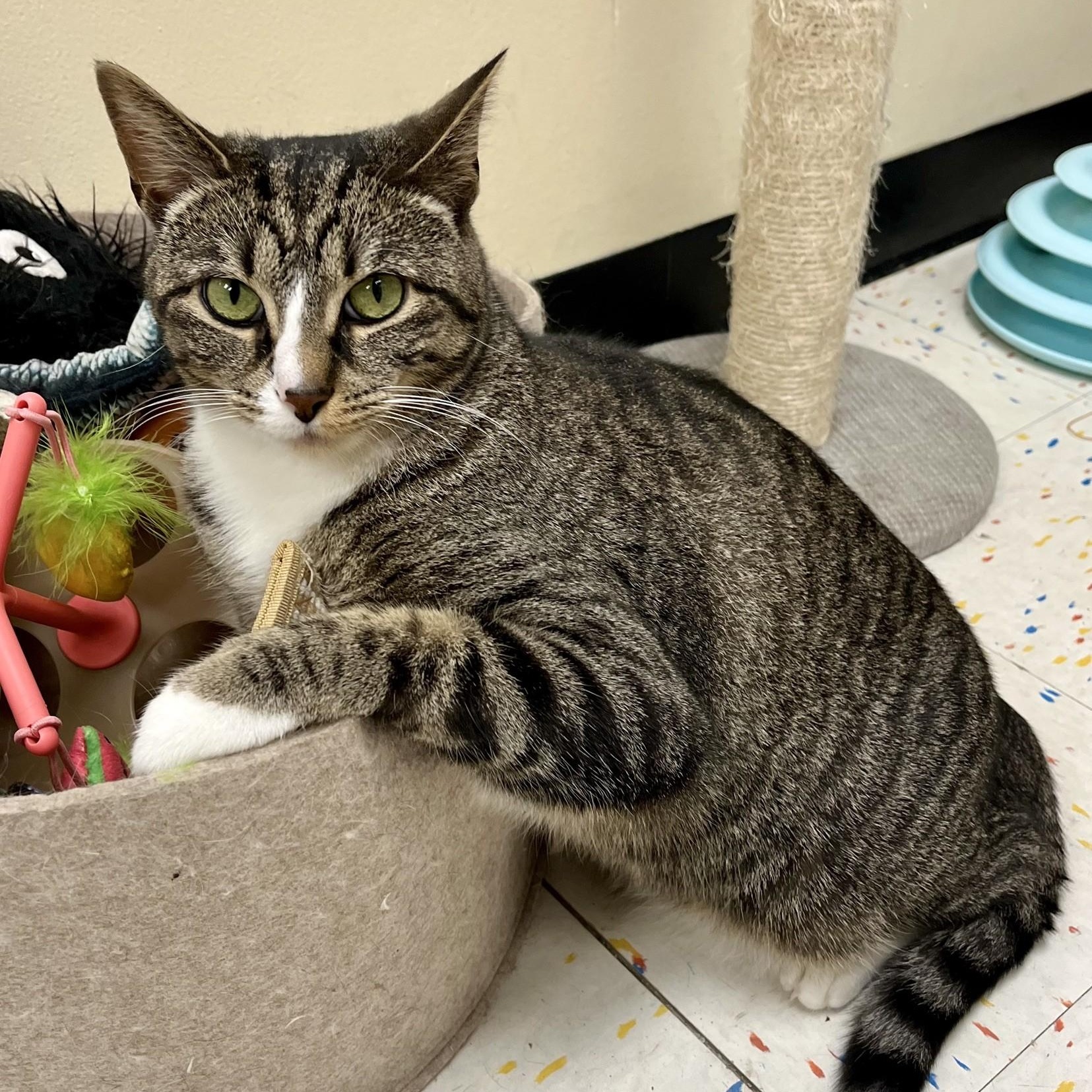 Enlarge Oatmeal, a Adoptable Domestic Short Hair in Indianapolis, IN image 1/5