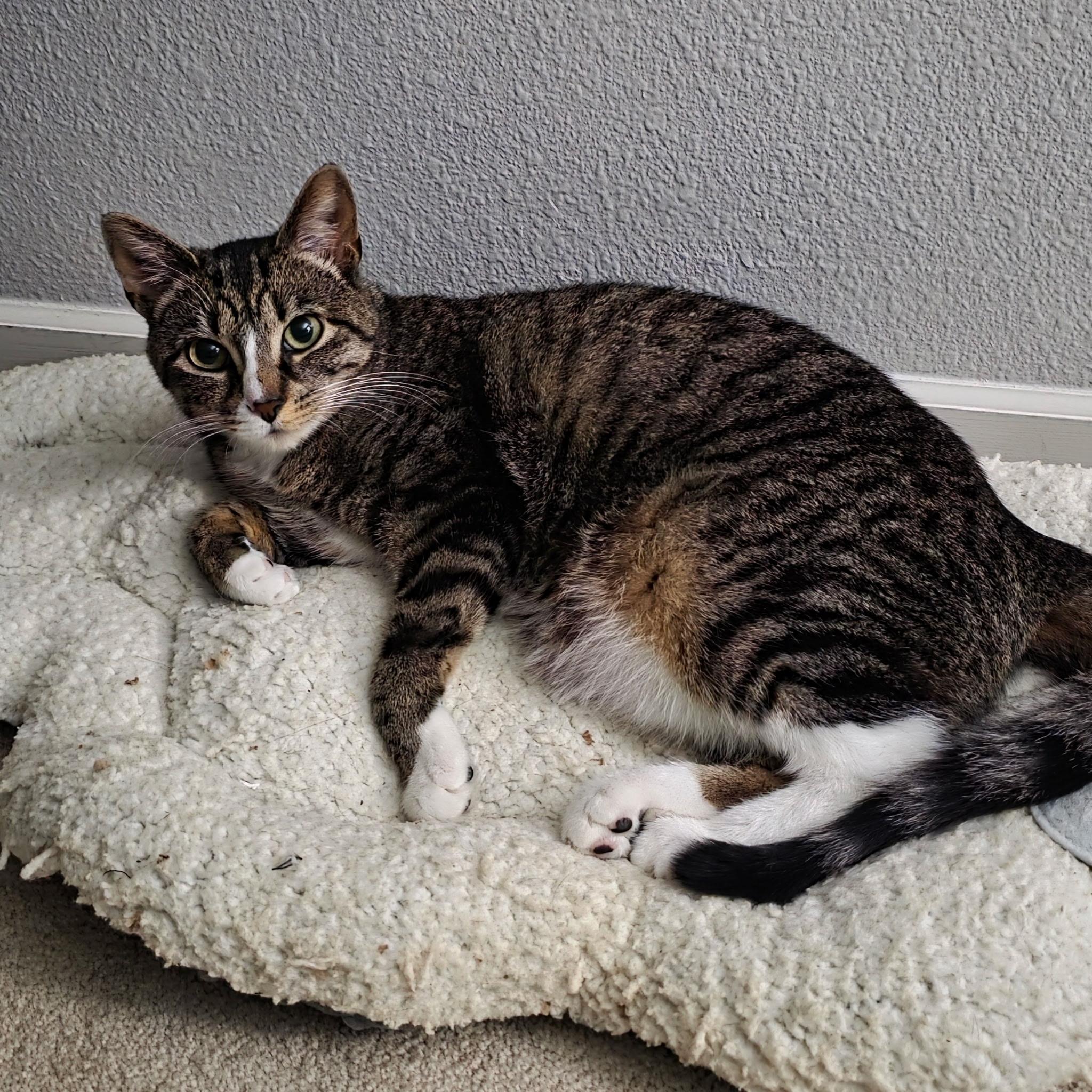 Enlarge Oatmeal, a Adoptable Domestic Short Hair in Greenwood, IN image 1/5