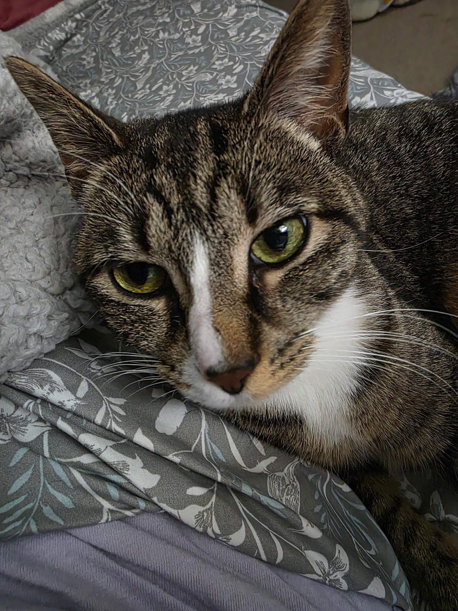 Enlarge Oatmeal, a Adoptable Domestic Short Hair in Greenwood, IN image 2/5