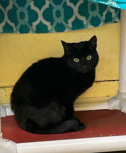 Luxray, an adoptable Domestic Short Hair in Juneau, AK, 99801 | Photo Image 2