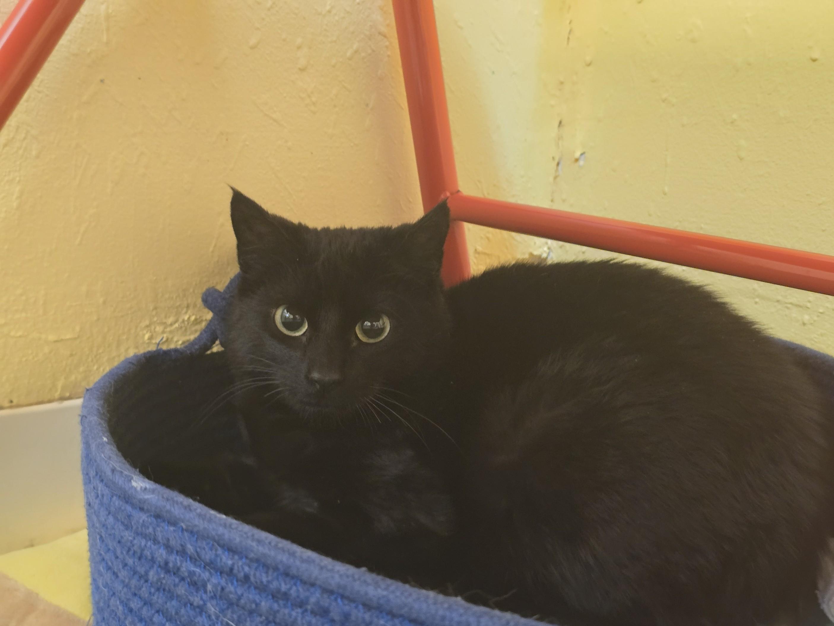 Luxray, an adoptable Domestic Short Hair in Juneau, AK, 99801 | Photo Image 1