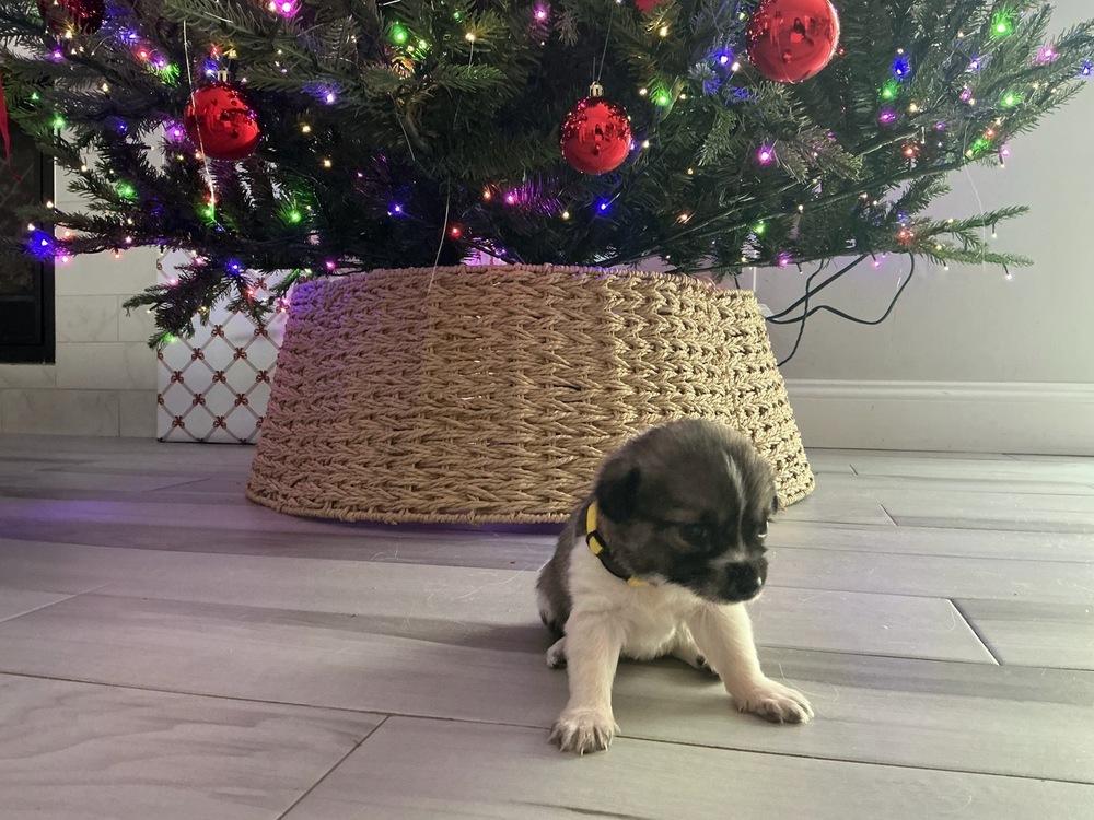 Arcanine, Adoptable, Puppy Female Italian Greyhound.