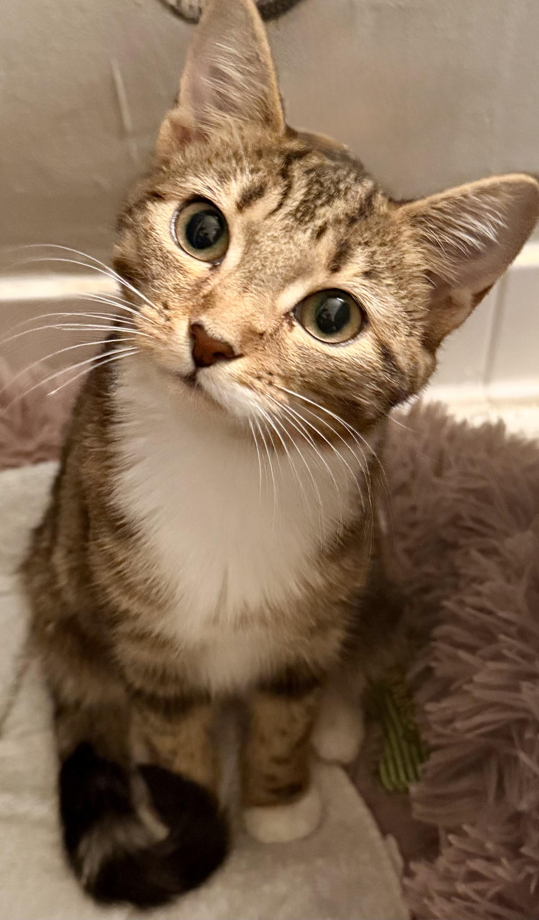 Enlarge Lola and Roxanne, a Adoptable Tabby in Leesburg, VA image 1/6