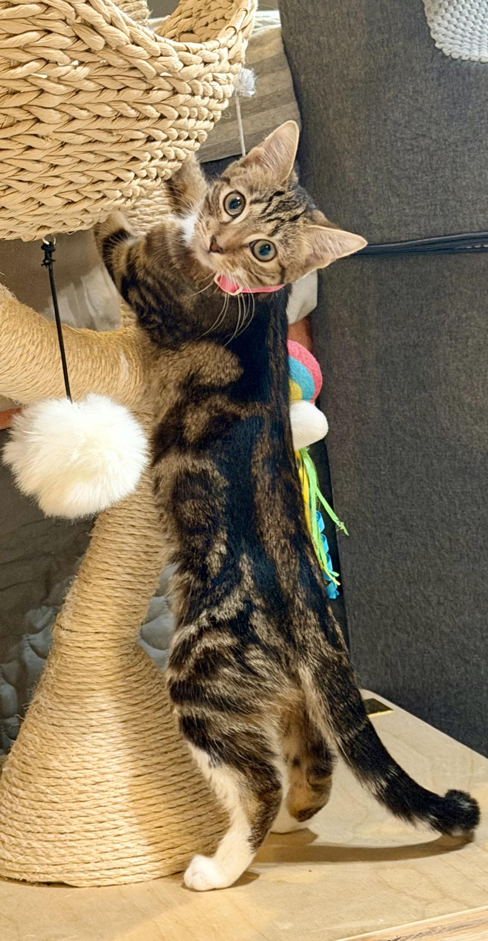 Enlarge Lola and Roxanne, a Adoptable Tabby in Leesburg, VA image 5/6