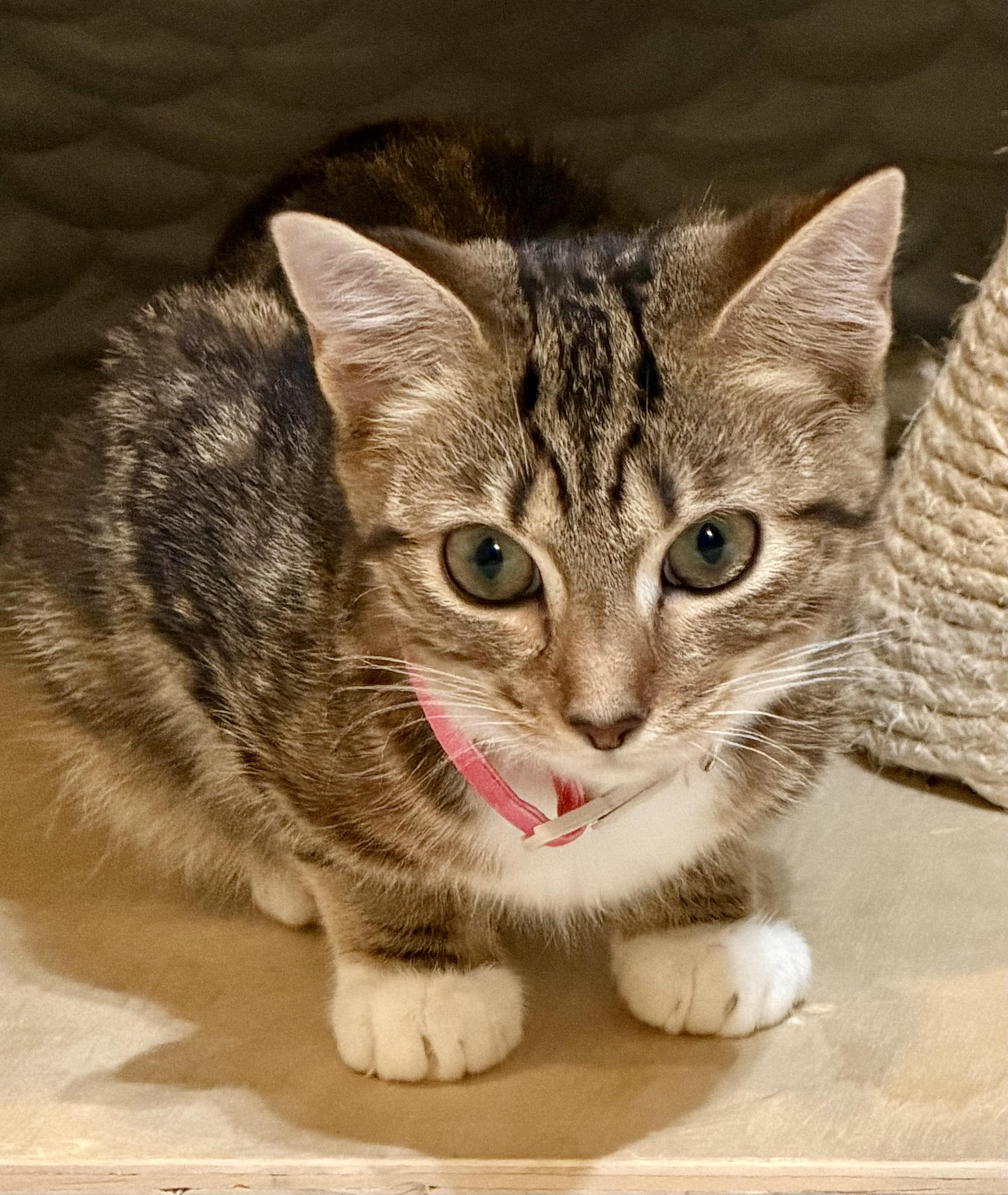 Enlarge Lola and Roxanne, a Adoptable Tabby in Leesburg, VA image 4/6