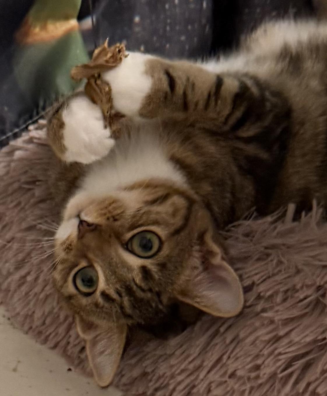 Enlarge Lola and Roxanne, a Adoptable Tabby in Leesburg, VA image 2/6