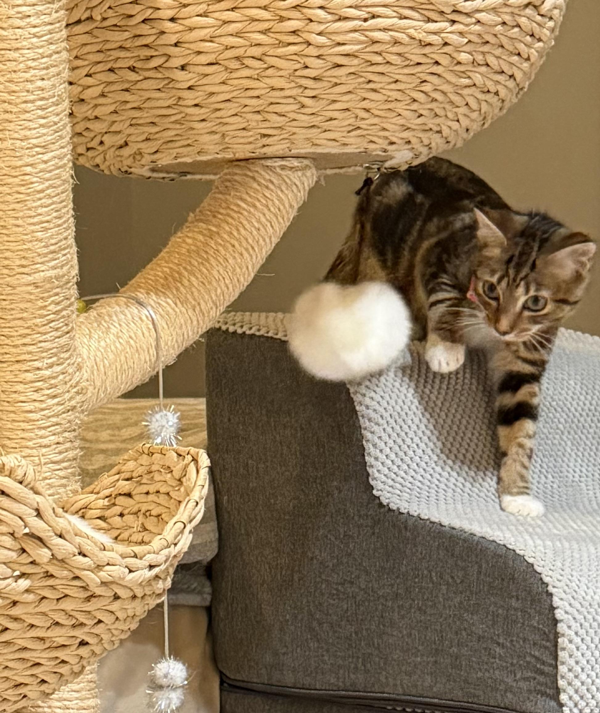 Enlarge Lola and Roxanne, a Adoptable Tabby in Leesburg, VA image 6/6