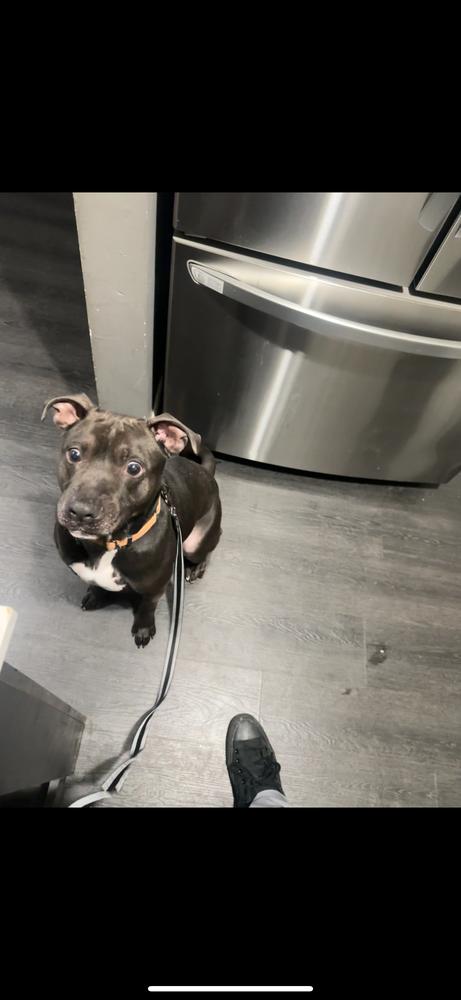 Enlarge Bam Bam, a Adoptable mixed breed in Yardley, PA image 1/6