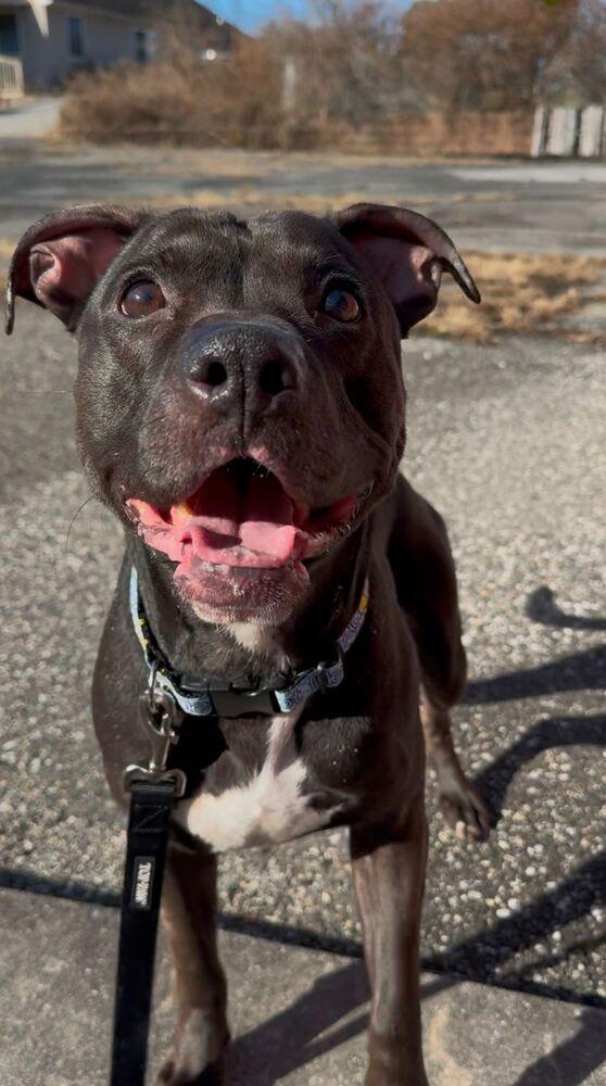 Enlarge Bam Bam, a Adoptable mixed breed in Yardley, PA image 2/6