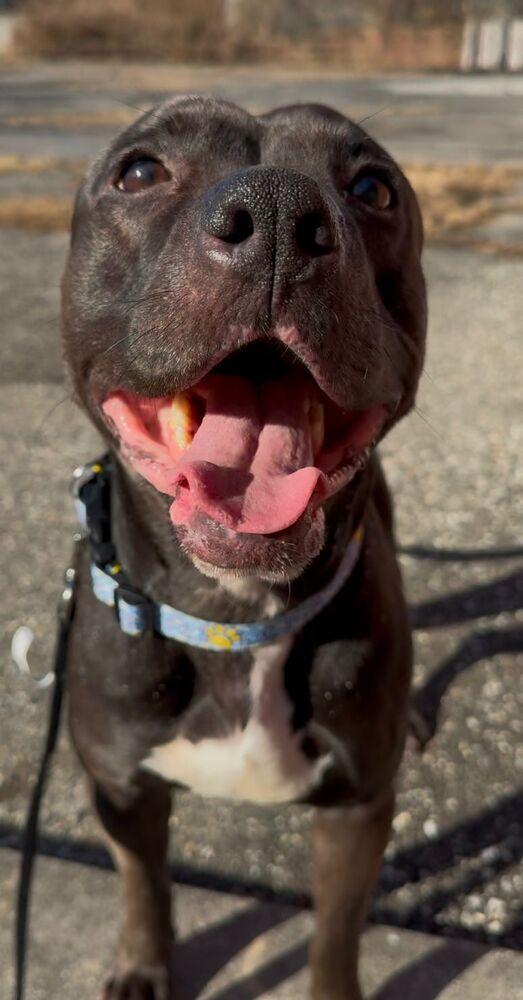 Enlarge Bam Bam, a Adoptable mixed breed in Yardley, PA image 3/6