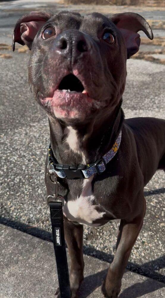 Enlarge Bam Bam, a Adoptable mixed breed in Yardley, PA image 4/6