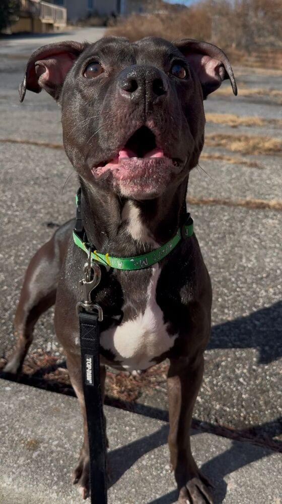 Enlarge Bam Bam, a Adoptable mixed breed in Yardley, PA image 5/6