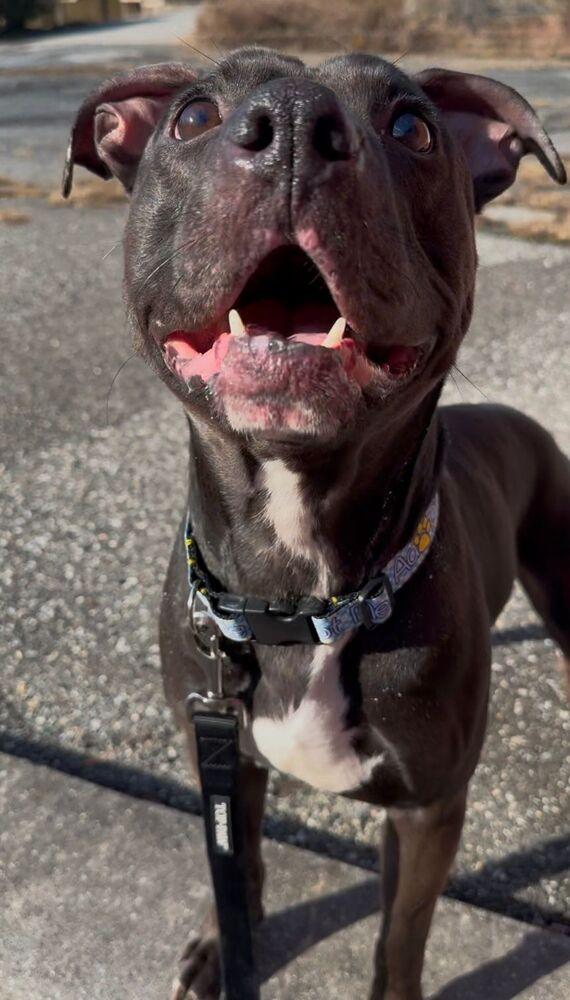 Enlarge Bam Bam, a Adoptable mixed breed in Yardley, PA image 6/6