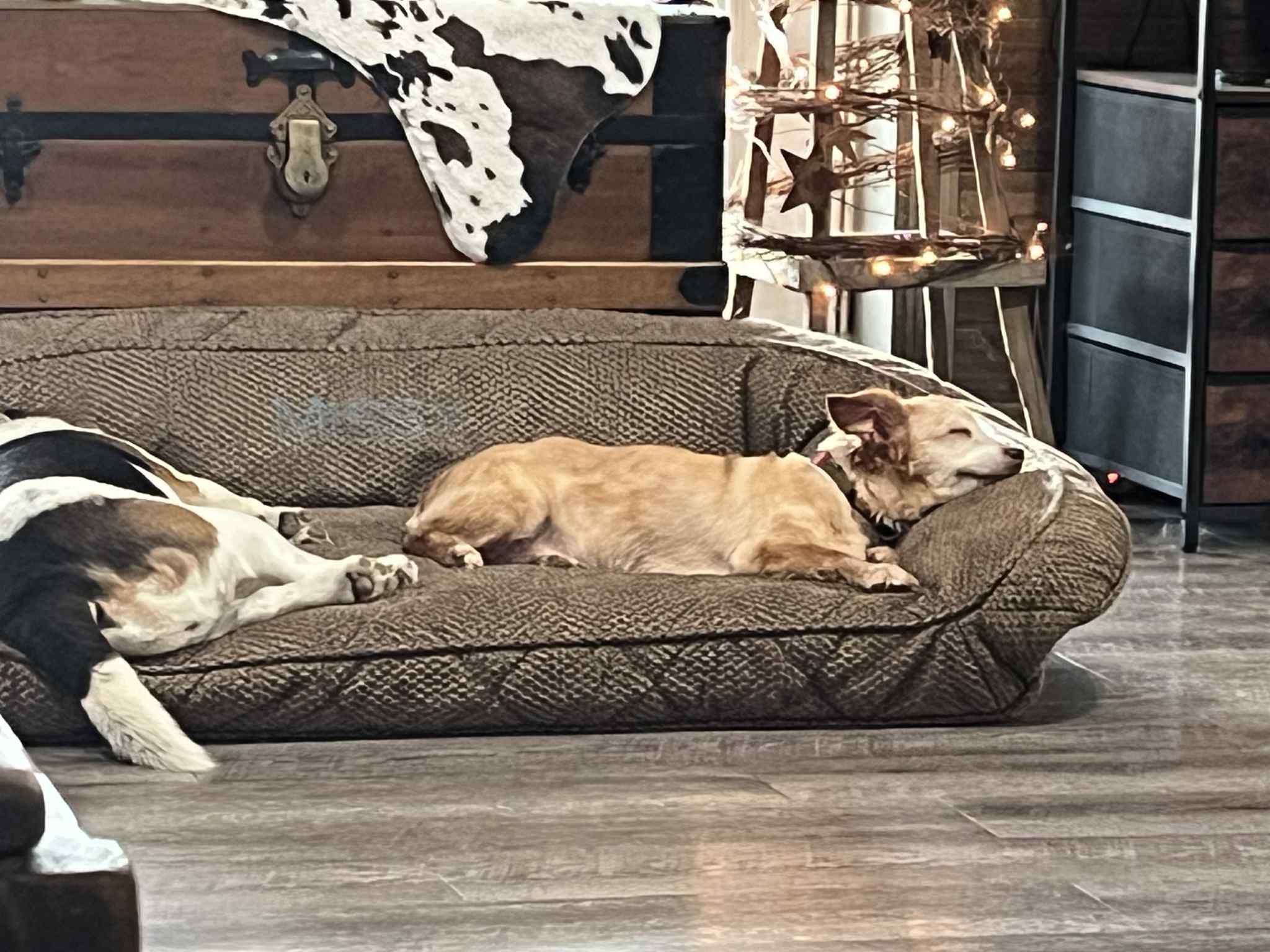 Molly, Adoptable, Senior Female Mixed Breed.